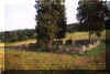 Widok oglny cmentarza. Lato 2001 r.
